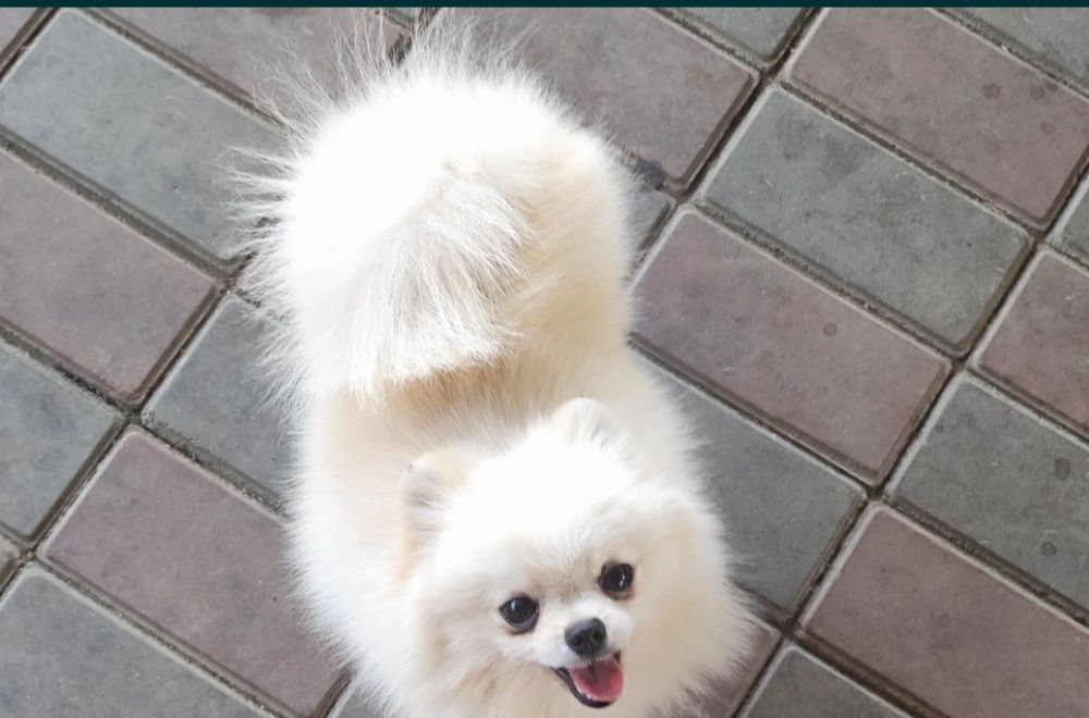 Карликовый шпиц на вязку