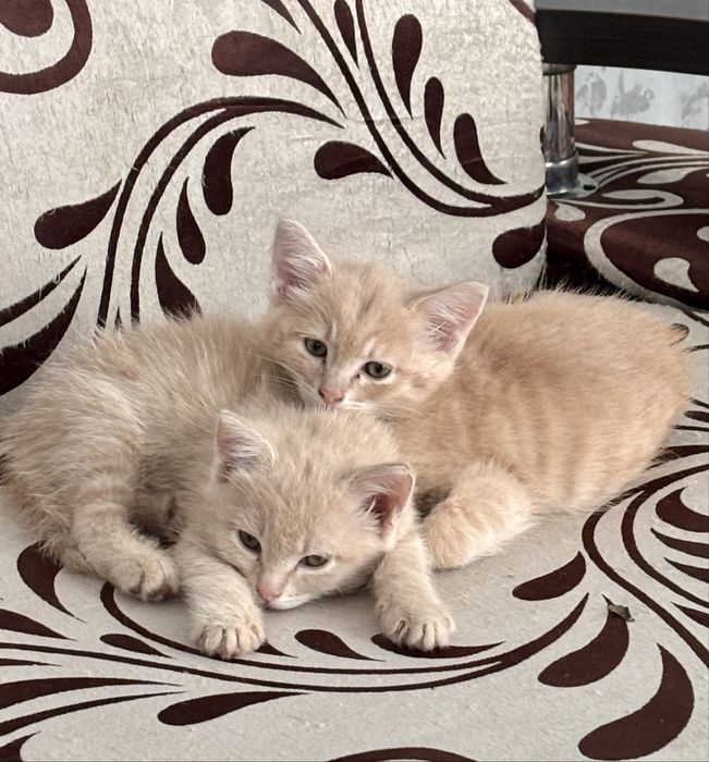 Котята мальчики в надежные руки