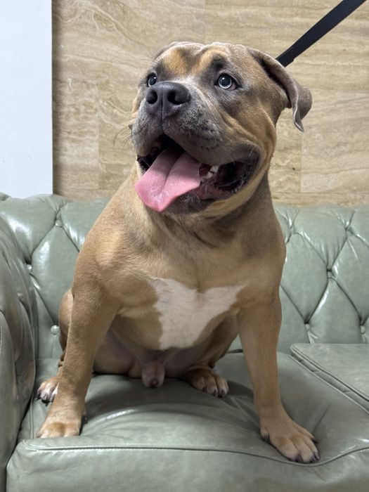 Стрижка и уход для собак