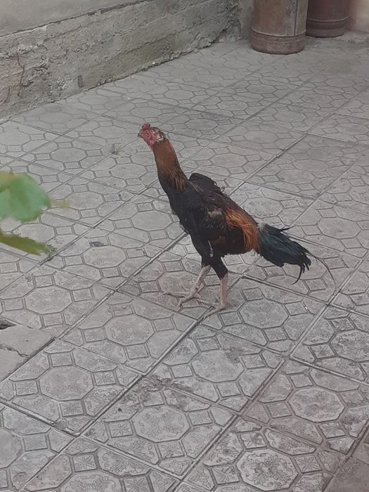 Xoroz sotiladi srochno