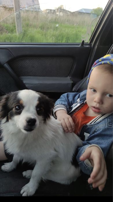 Пропала собака ,, кобель, потерялась