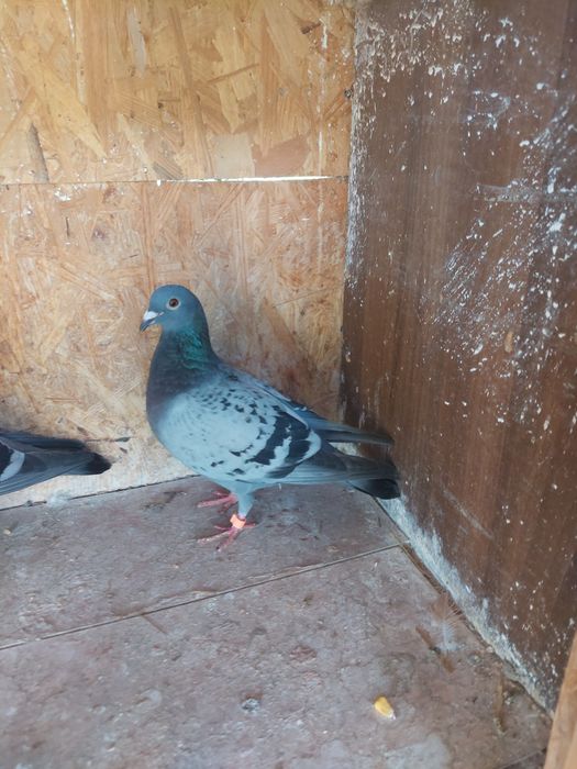 Porumbei de vanzare  sibiu