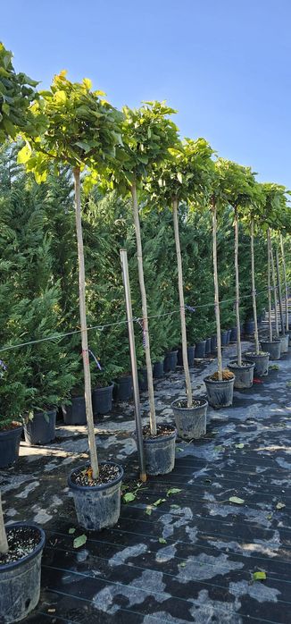 Mestecan pendular,catalp,prunus,tei,artar etc.