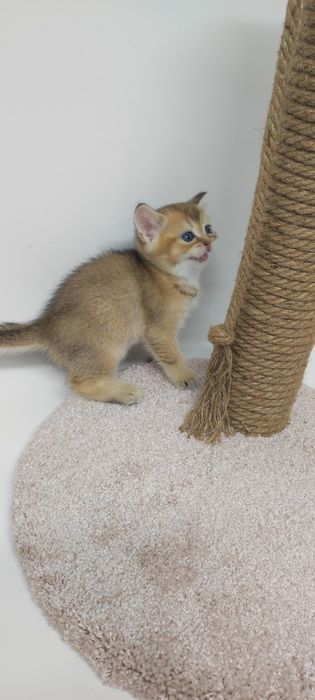 Шиншиллы золотые