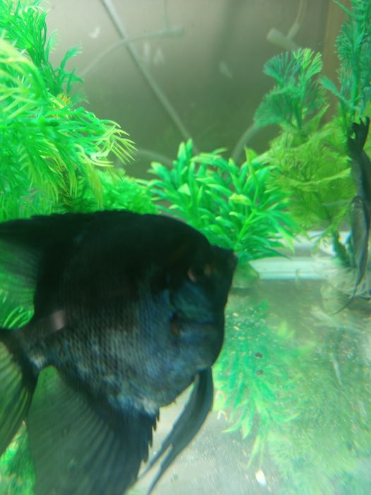 Аквариумный рыбки