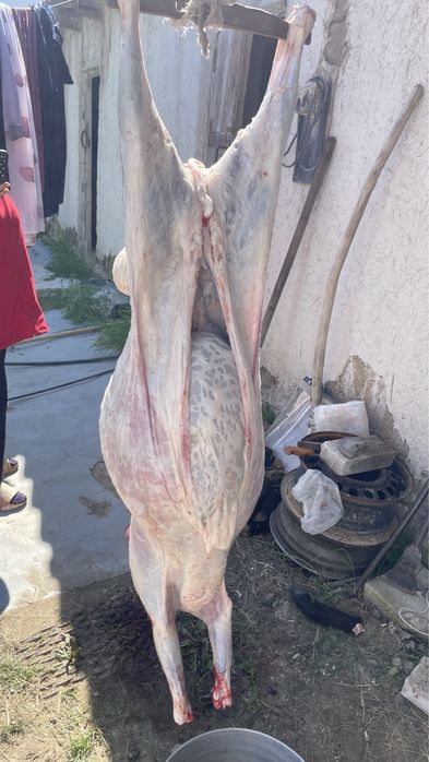 қойлар сатылады