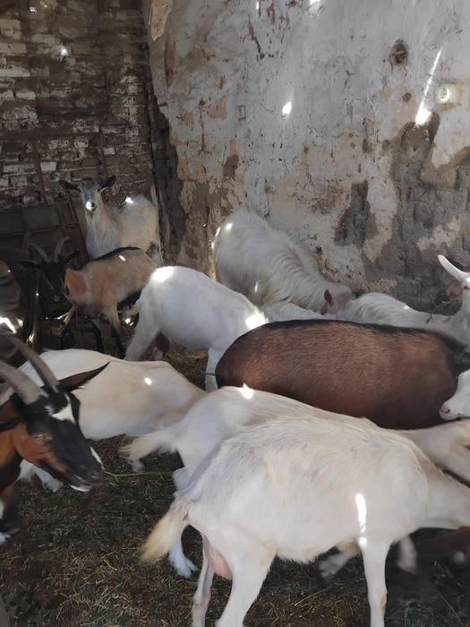 Vând urgent  și convenabil capre și  iezii