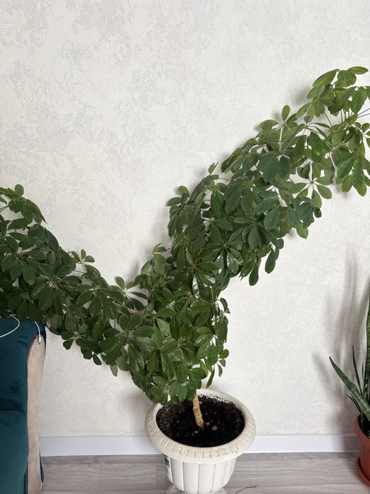 Продам очень красивую Шефлеру