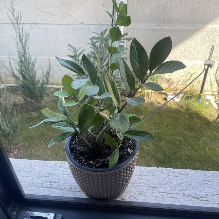 Zz plant si ficus benjamin