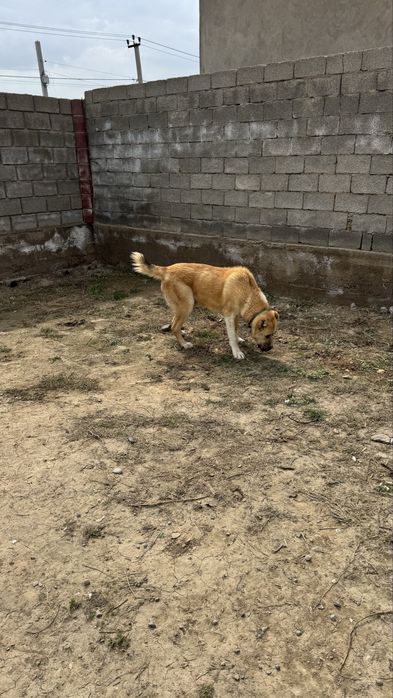 Қазақы төбет сатылады