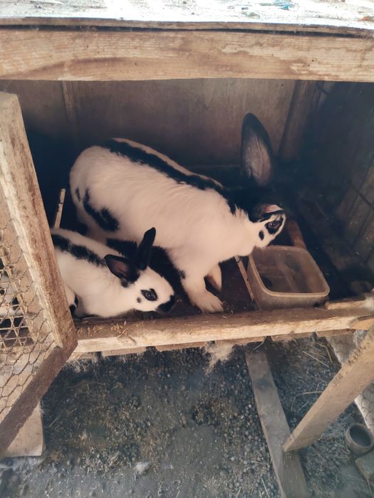 Продам кролиху с крольчатами.