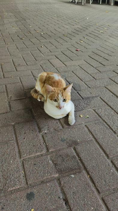 Котик ищет семью
