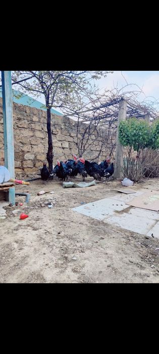 Индюктер сатылады Актау Рекон