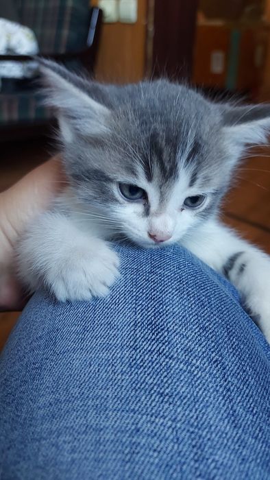 Отдам котят бесплатно