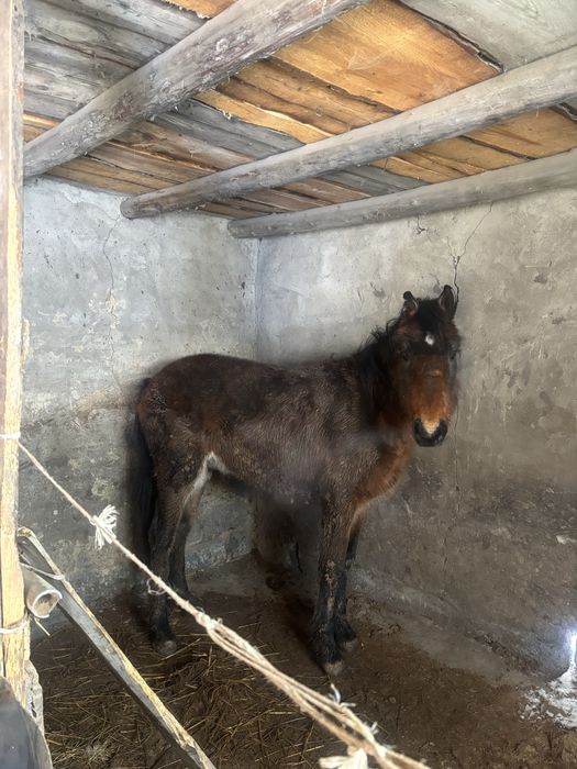 Тай кунан сатылады