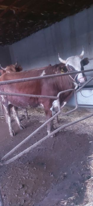 2 жастан аскан 3 бас бұқа сатылады