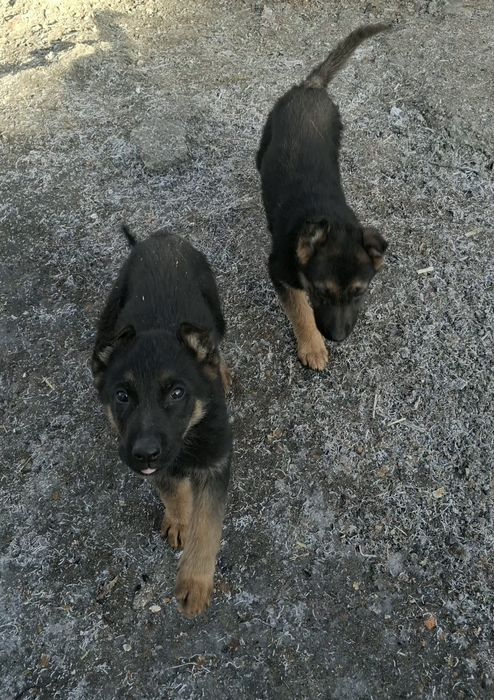 Отборные мальчик девочка.