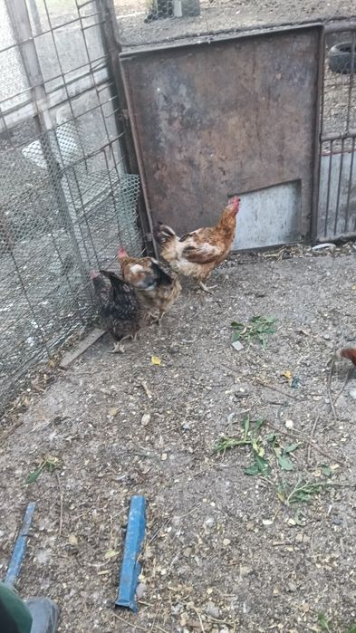 Vând găini rasa mixta