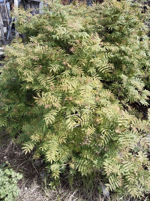 Рябинник красивый