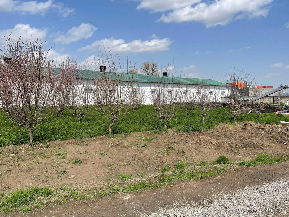Срочно продается склад 60 сотки, Бектимирский район