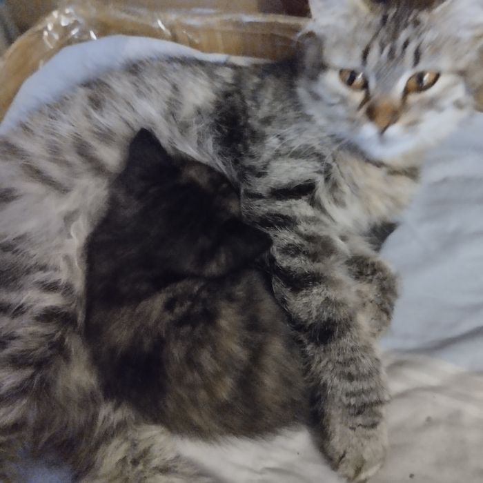 Кошечка в добрые руки!