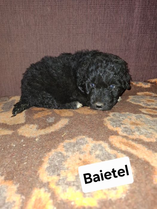 Căței de talie mare