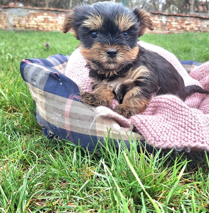 Йоркшийски териер