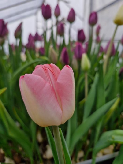 Қызғалтақ, Тюльпан