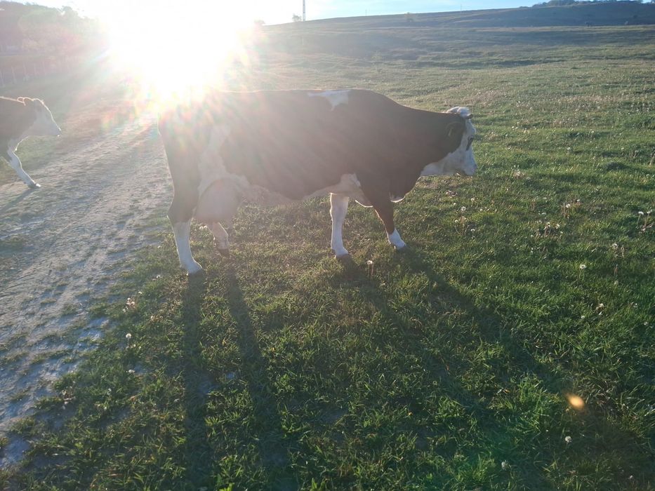 Vaca baltata romaneasca