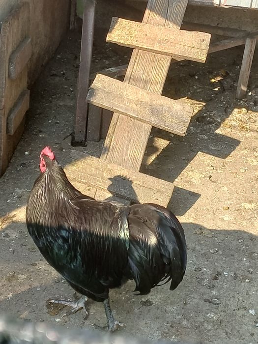 Puicute Australorp