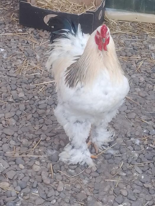 Oua de incubat gaini brahma