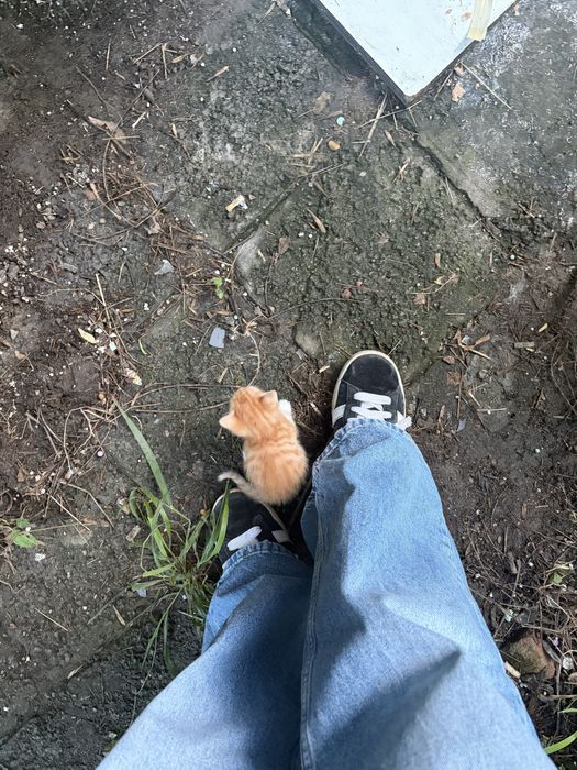 Подарявам бебе котета