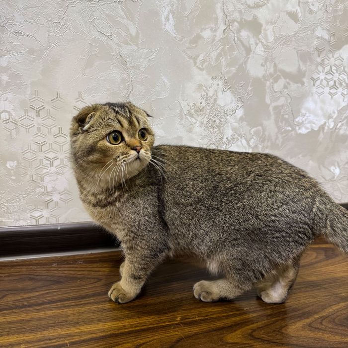 Mushuk sotiladi skotish fold