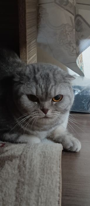 Кошка не знаю что за порода , девочка .  Возраст Сказали почти 2 года