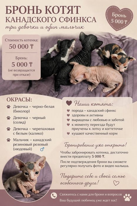 Котята канадского сфинкса — открыта бронь