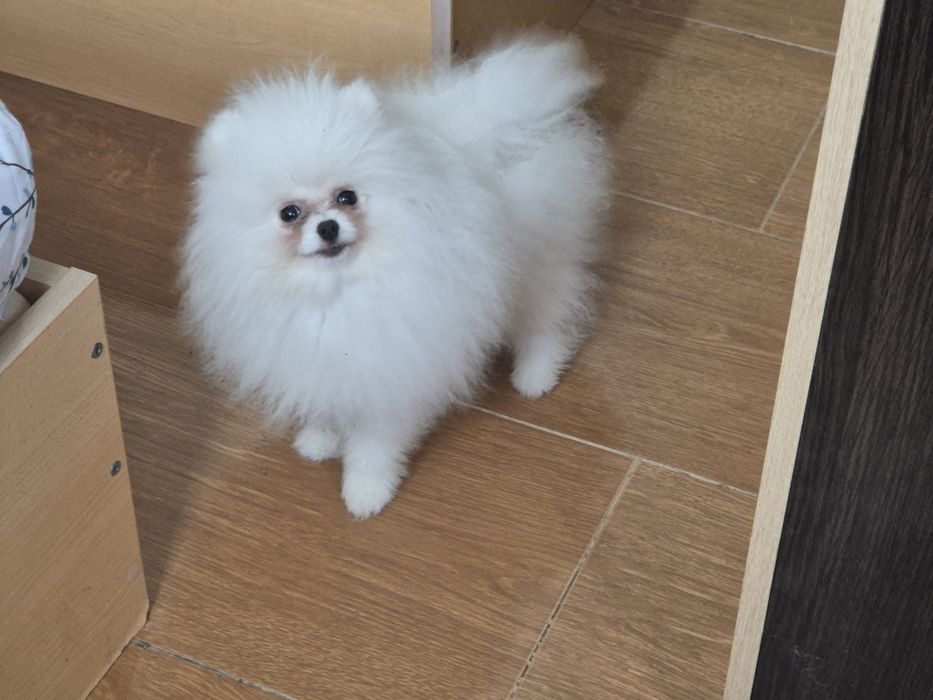 Три  момчета померани