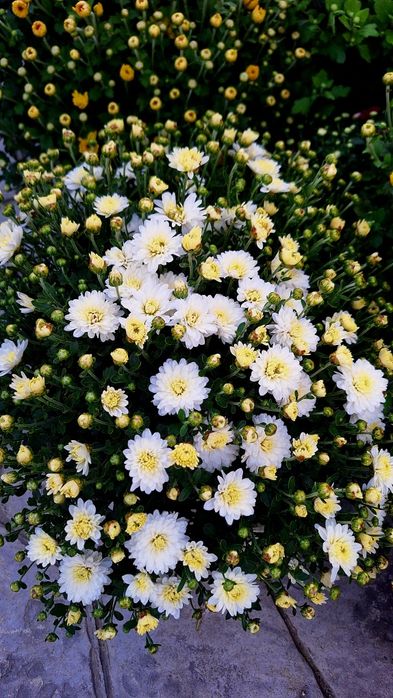 Crizanteme de vânzare!