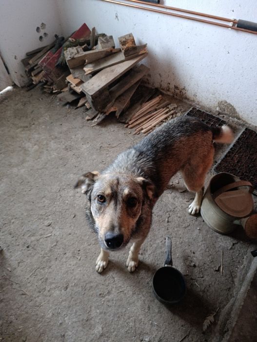 Donez cățeluș/cățelușă talie mare