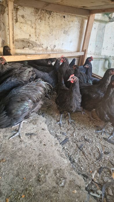 Хурозлар сотилади Кора Шахзода