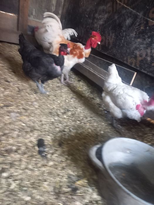 Голошейки цыплята