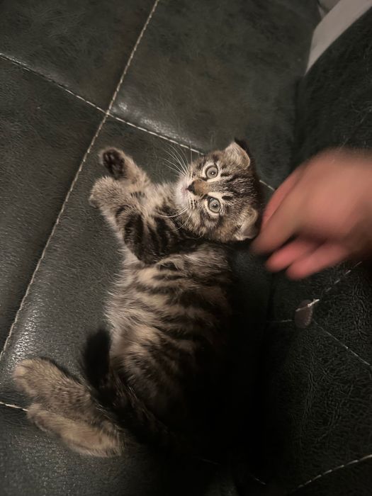 Отдам кота весло уху