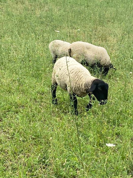 Vand mielute suffolk si o oaie de 3 miei