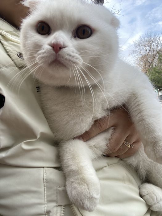 Срочно продаётся кот!