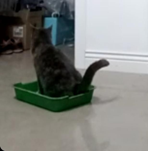 Кошка стерилизованая