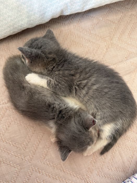 Ласковые котята ищет семью