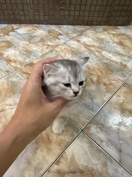 Котята британка шиншила