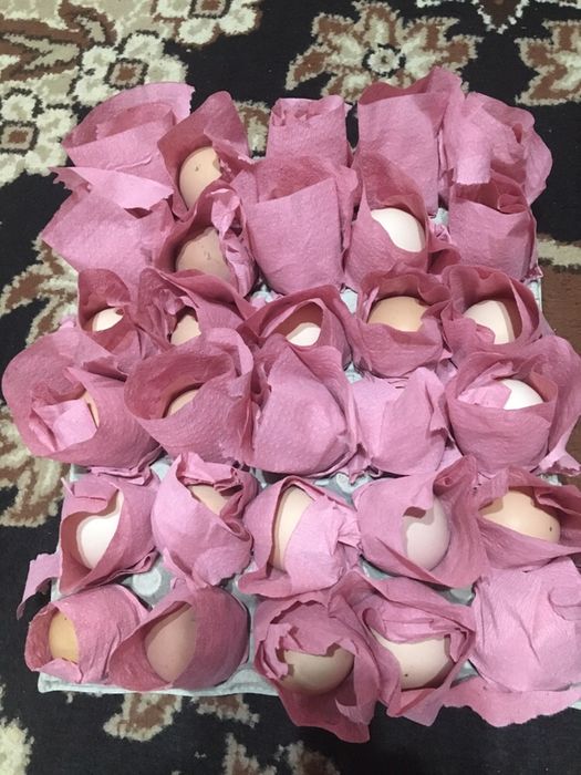 Oua gaini australorp