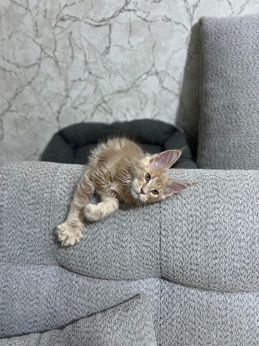 Мейн кун котенок