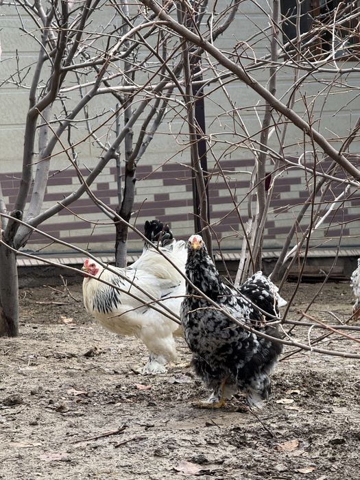 Брама мраморная Брама светлая