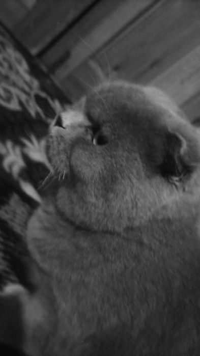 Mushuk britan toza qon